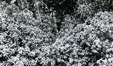 智能除雪机械设备高效应对冰雪天气，保障冬季道路安全畅通